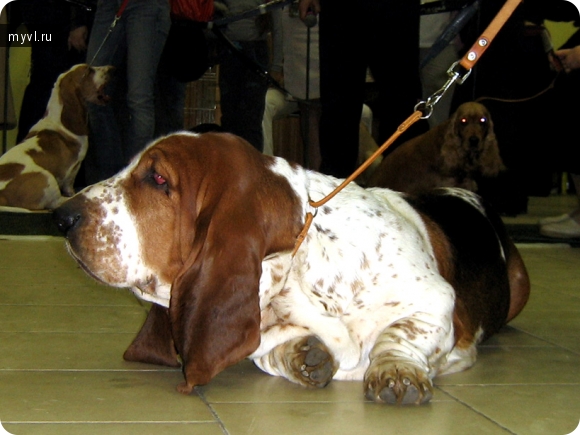 Великие Луки, выставка собак, Осень 2010