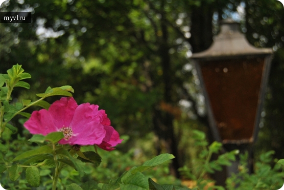 розовый цветок и фонарь на заднем плане