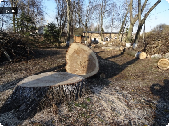 вырубка деревьев в парке